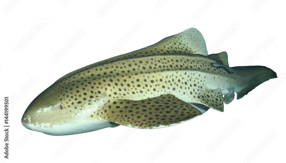 Fototapeta premium Zebra Shark (Leopard Shark) isolated on white background