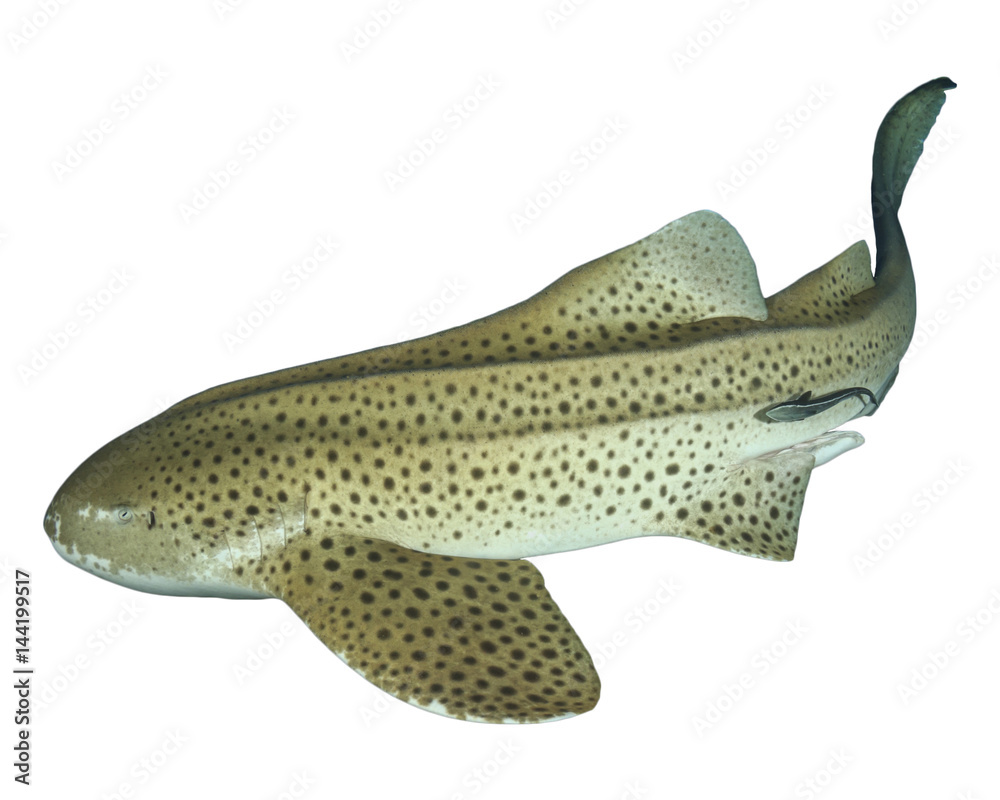 Naklejka premium Zebra Shark (Leopard Shark) isolated on white background