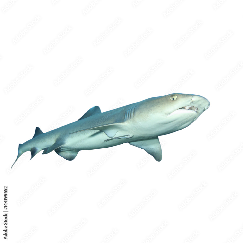 Naklejka premium Whitetip Reef Shark isolated on white background
