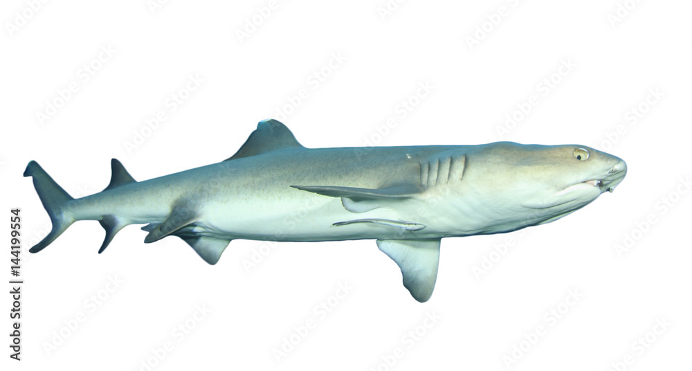 Fototapeta premium Rekin Whitetip Reef na białym tle