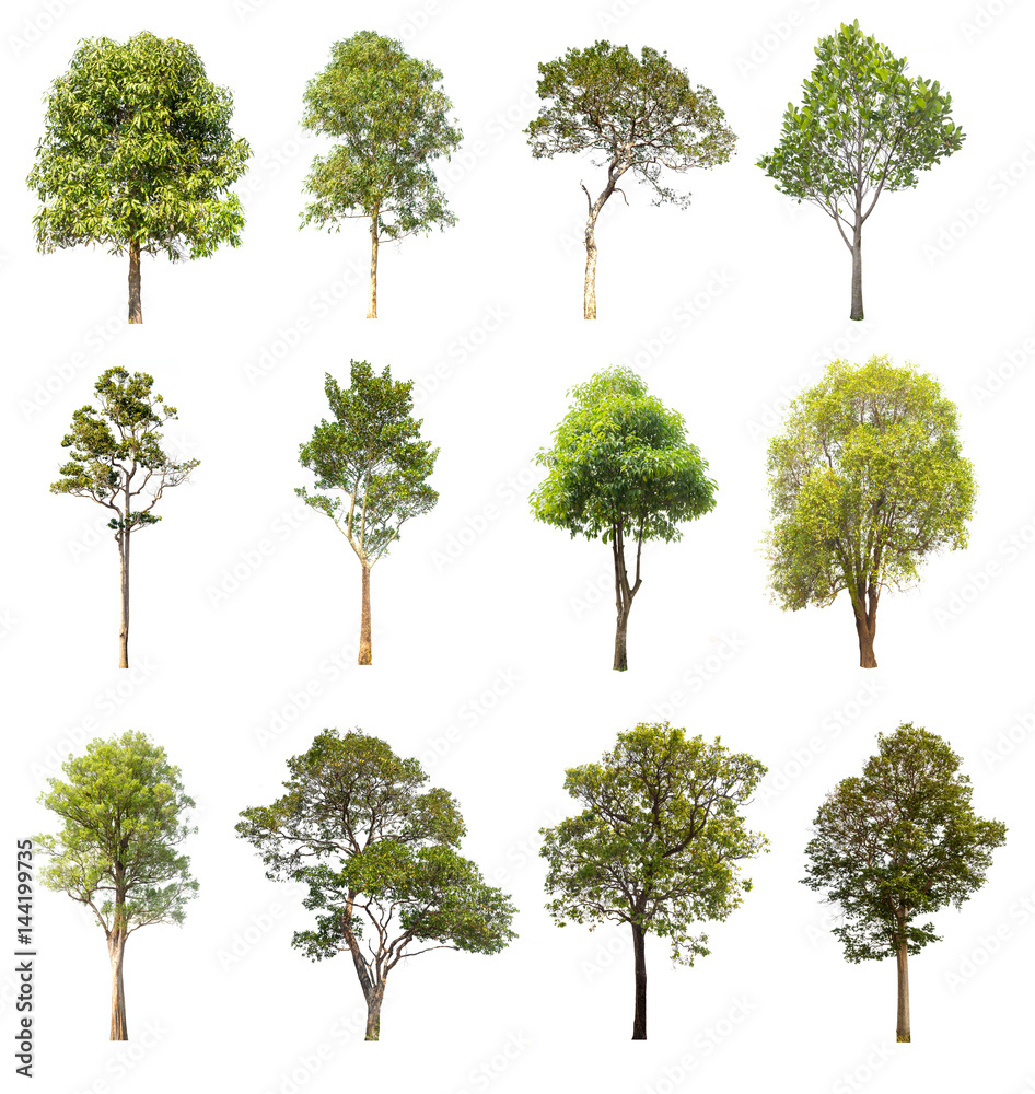 collections green tree isolated on white background. collections green tree isolated on white background.