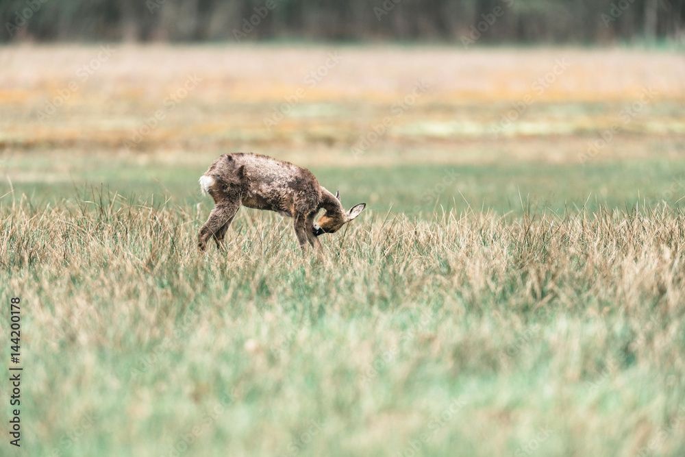 Washing roe deer doe standing in field. Washing roe deer doe standing in field.