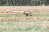 Feeding roe deer buck standing in meadow.