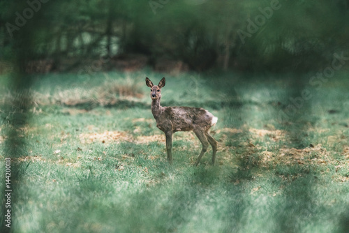 Alert roe deer doe in meadow looking through bushes. photo