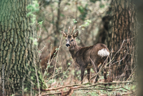 Fototapeta Naklejka Na Ścianę i Meble -  Roe deer buck between trees in forest.