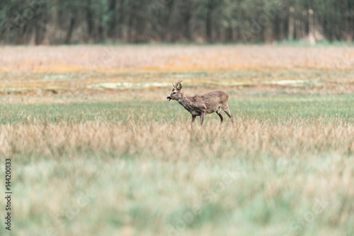 Feeding roe deer buck standing in meadow.
