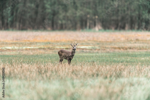 Roe deer buck standing in field.