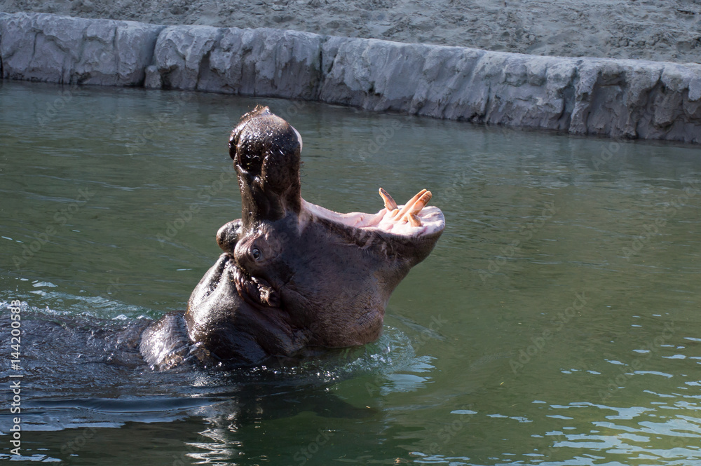 Fototapeta premium Hippo opening his mouth