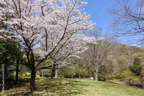 多摩のさくら