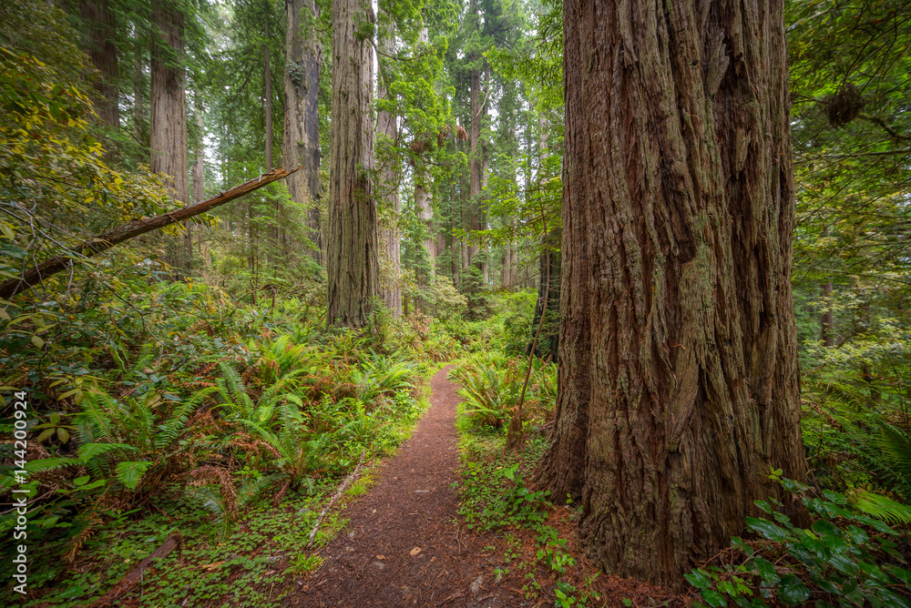 A path in the amazing green forest of sequoias. Redwood national and state parks. California, USA A path in the amazing green forest of sequoias. Redwood national and state parks. California, USA