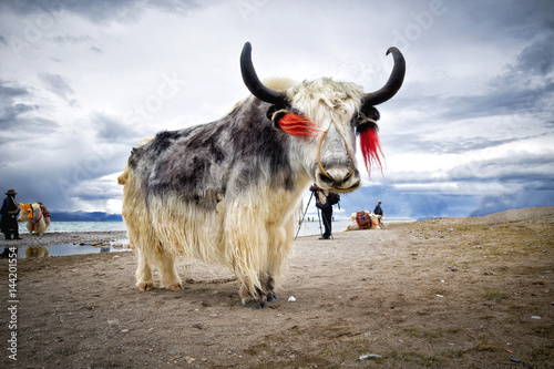 Tibetan yak at the Namtso lake in Tibet photo