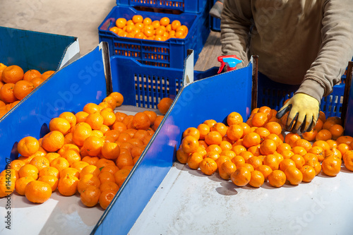 The working of citrus fruits: sicilian tangerins during the calibration process in a modern production line photo