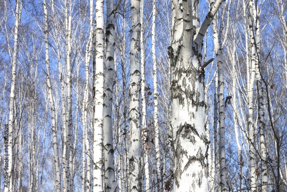 Obraz premium Trunks of birch trees against blue sky, birch forest in sunlight in spring, birch trees in bright sunshine