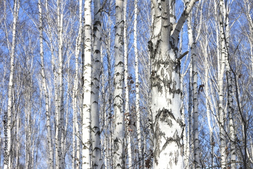 Trunks of birch trees against blue sky  birch forest in sunlight in spring  birch trees in bright sunshine