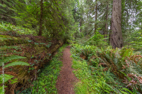 Huge logs overgrown with green moss and fern lie in the forest. A path in the amazing green forest of sequoias. Redwood national and state parks. California  USA