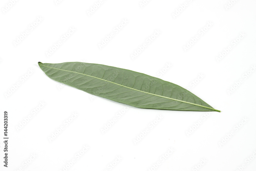 Obraz premium leaf