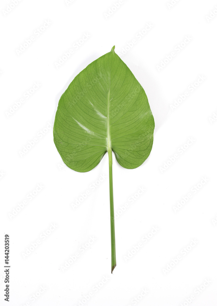 leaf leaf