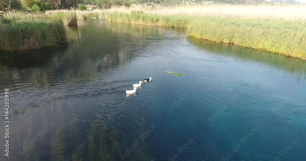 Three Ducks swimming on Akyaka River Three Ducks swimming on Akyaka River
