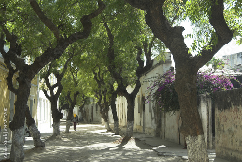 Ilha de Moçambique, Mozambique: One of the many tree-shaded lanes on Ilha de Moçambique