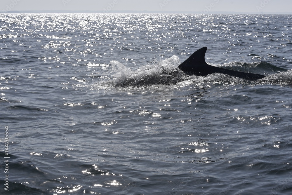 Fototapeta premium dauphins en ballade devant saint malo