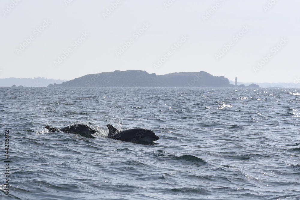 Fototapeta premium dauphins en ballade devant saint malo