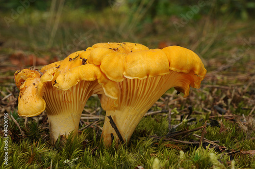 Cantharellus cibarius (commonly known as the chanterelle, golden chanterelle or girolle)