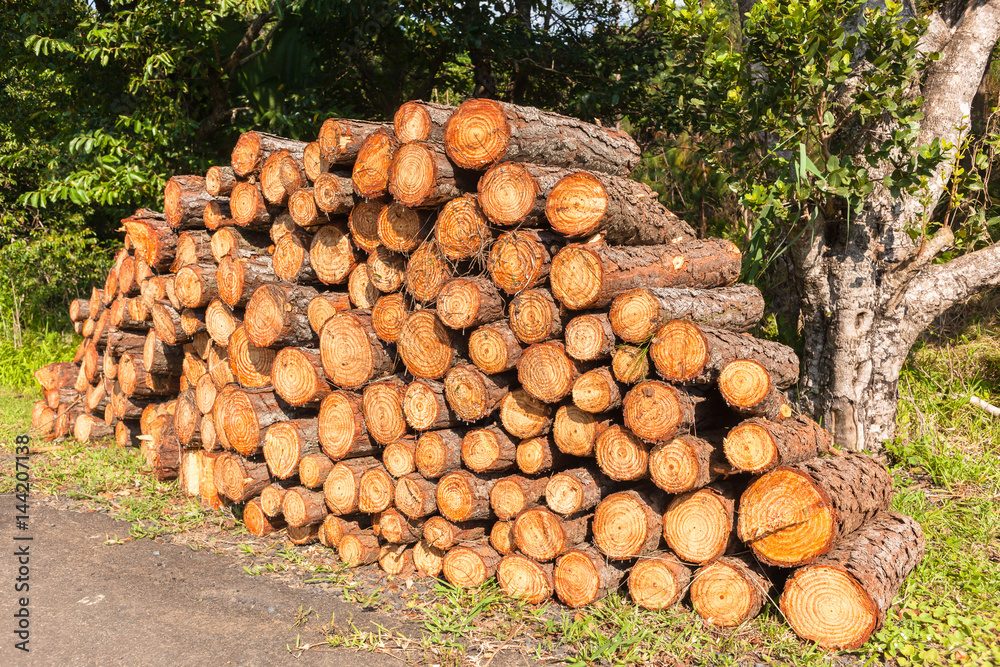 Wood Logs Firewood Stacked Closeup Background