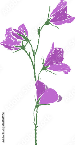 lilac bellflower picture on white
