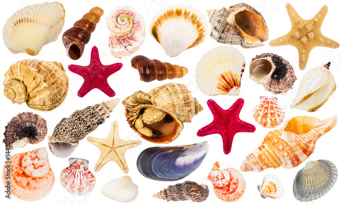 beautiful seashells collection