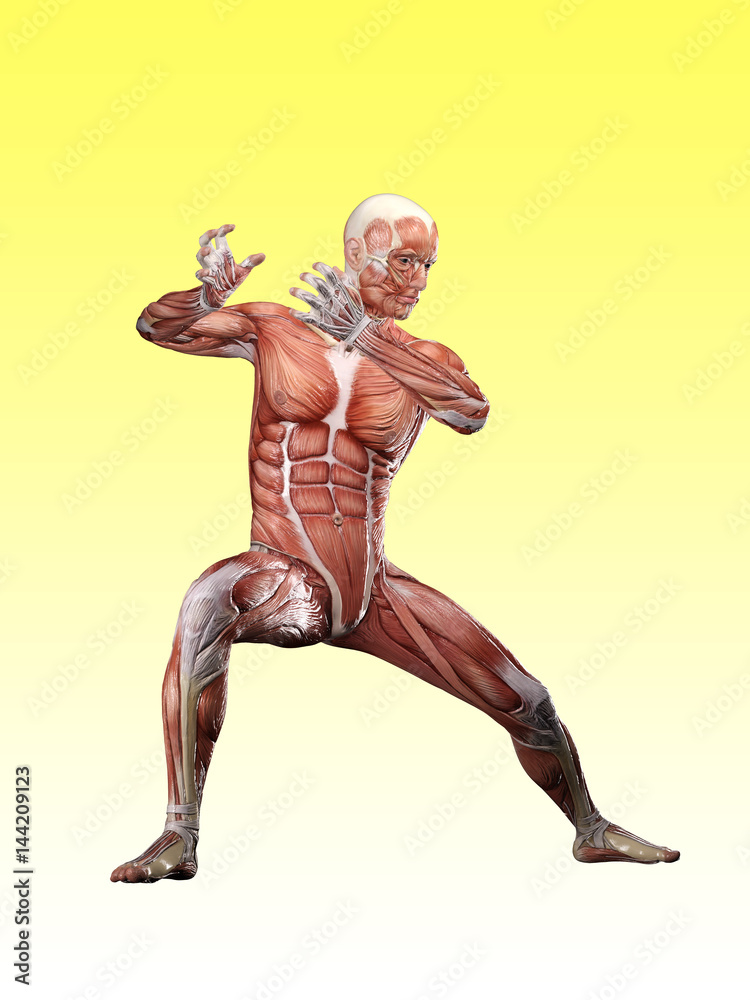 Muscle male doing Tai Chi anatomy 3D Illustration