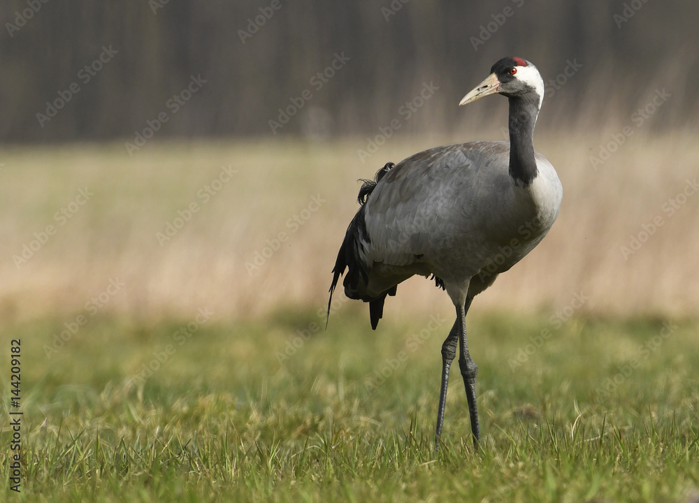 Obraz premium Common crane (Grus grus)