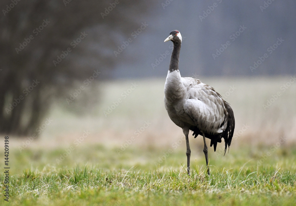 Obraz premium Common crane (Grus grus)