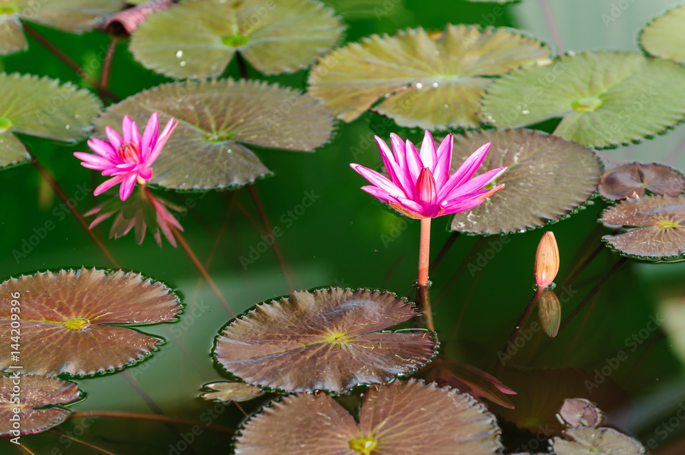 Lotus is blooming beautiful in the pool.