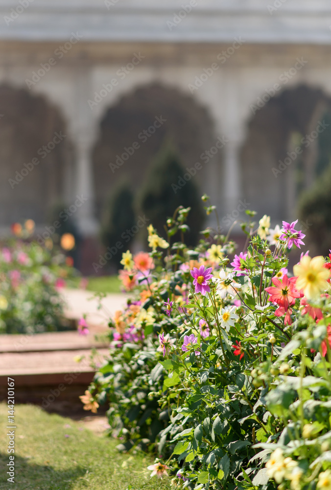 Flowers in the Mugal Garden of the Red Fort in Old Delhi, India