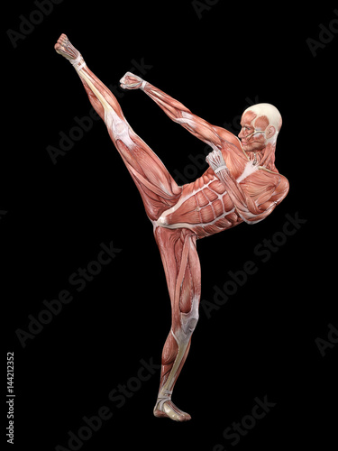 Muscle male anatomy doing martial arts 3D Illustration