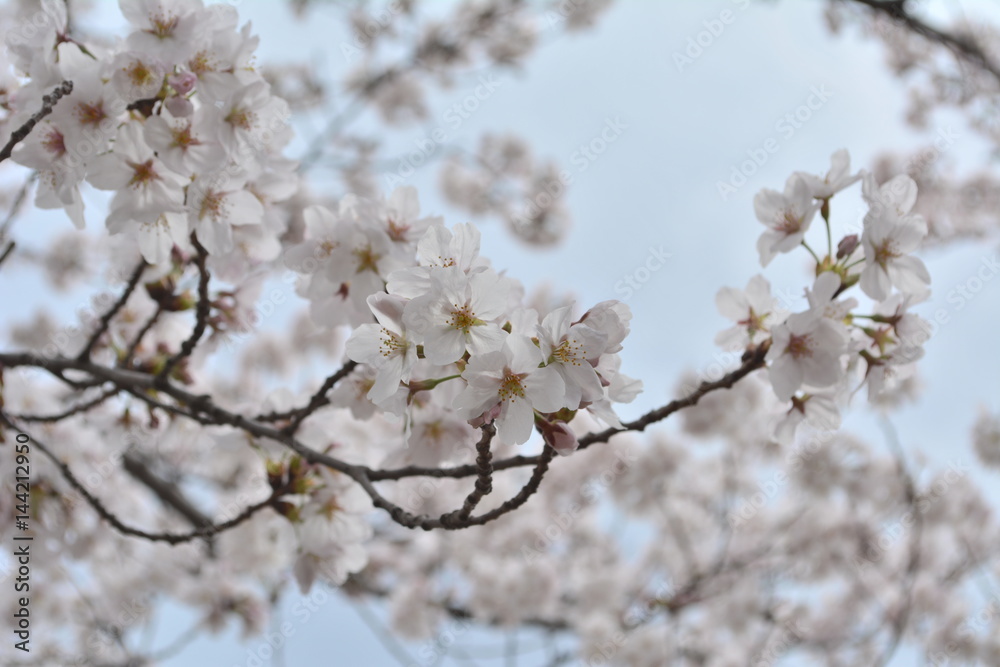 桜 桜