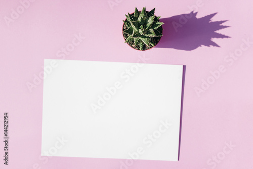 Fashion flat lay on pink background. Composition with blank paper, succulent plant. Minimalistic mock up