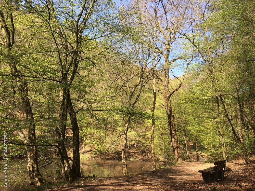 Obraz premium Bank im Wald am Teich im Frühling
