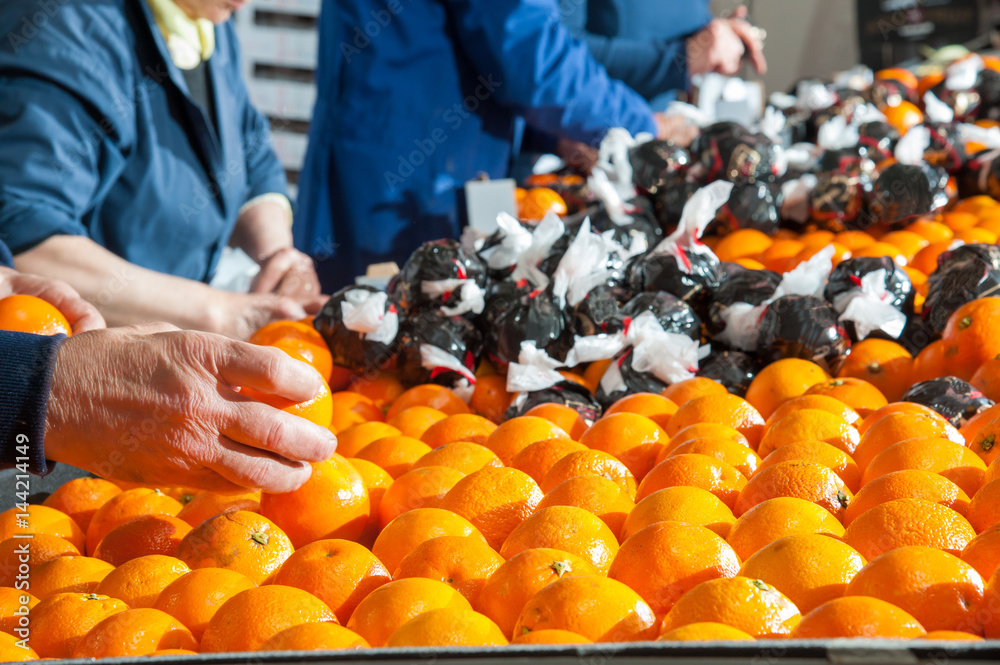 Farmers manually selecting just worked tarocco oranges for the packaging phase