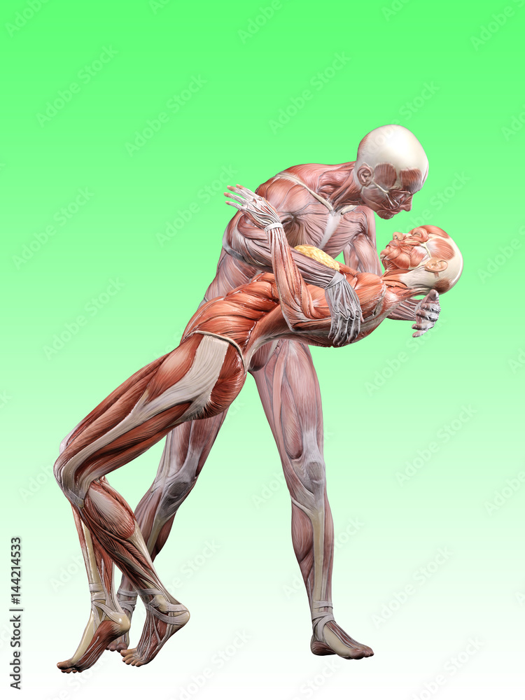 Muscle male anatomy and muscle female anatomy in love and kissing 3D
