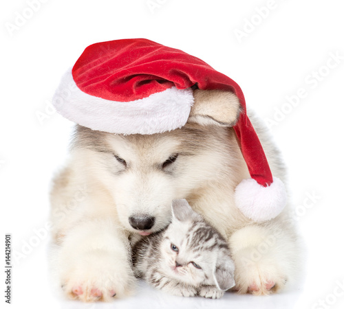 Scottish kitten and alaskan malamute puppy in red santa hat. isolated on white background