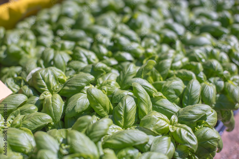Basil plant green leafs detail Basil plant green leafs detail