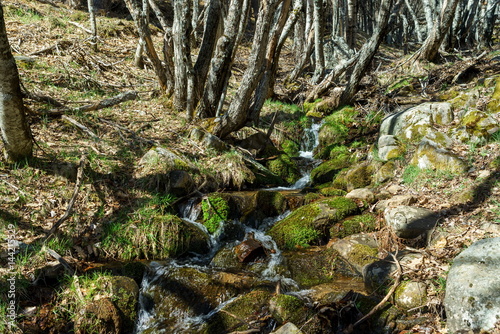 Waterfall into the forest.