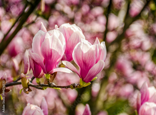 Magnolia flower blossom in spring © Pellinni