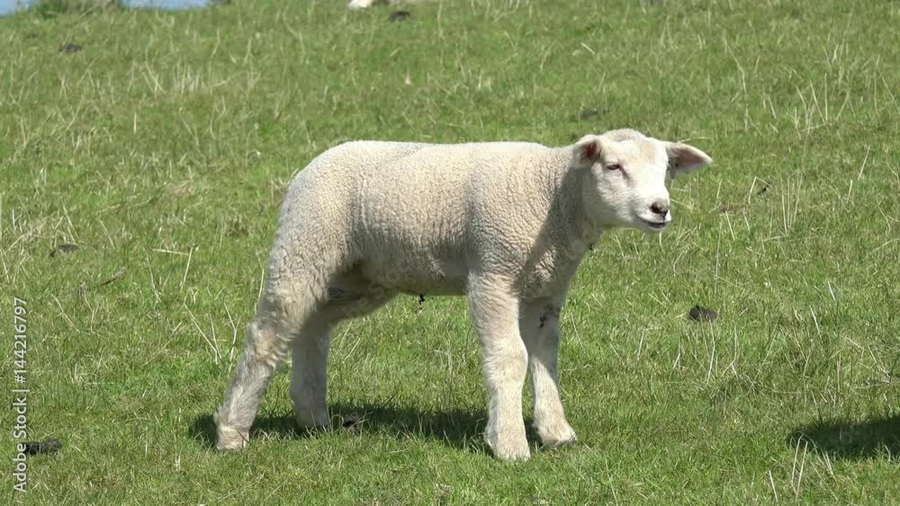 White Sheep lamb standing on pasture, licks and shakes White Sheep lamb standing on pasture, licks and shakes