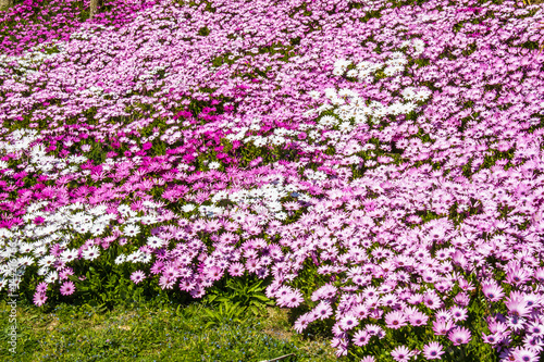 Marguerites du Cap, Osteospermum, en fleurs