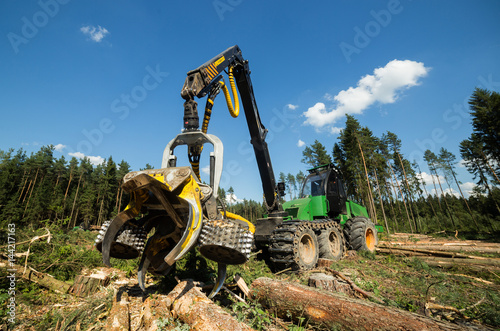 Forest cutting. Timber harvester. Forest cutting with the help of a harvester. Forest cutting with the help of special equipment.