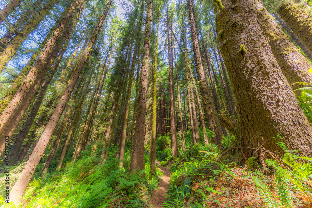 Fairy green forest. Large trees of sequoias. The sun's rays fall through the leaves. Redwood national and state parks. California, USA Fairy green forest. Large trees of sequoias. The sun's rays fall through the leaves. Redwood national and state parks. California, USA