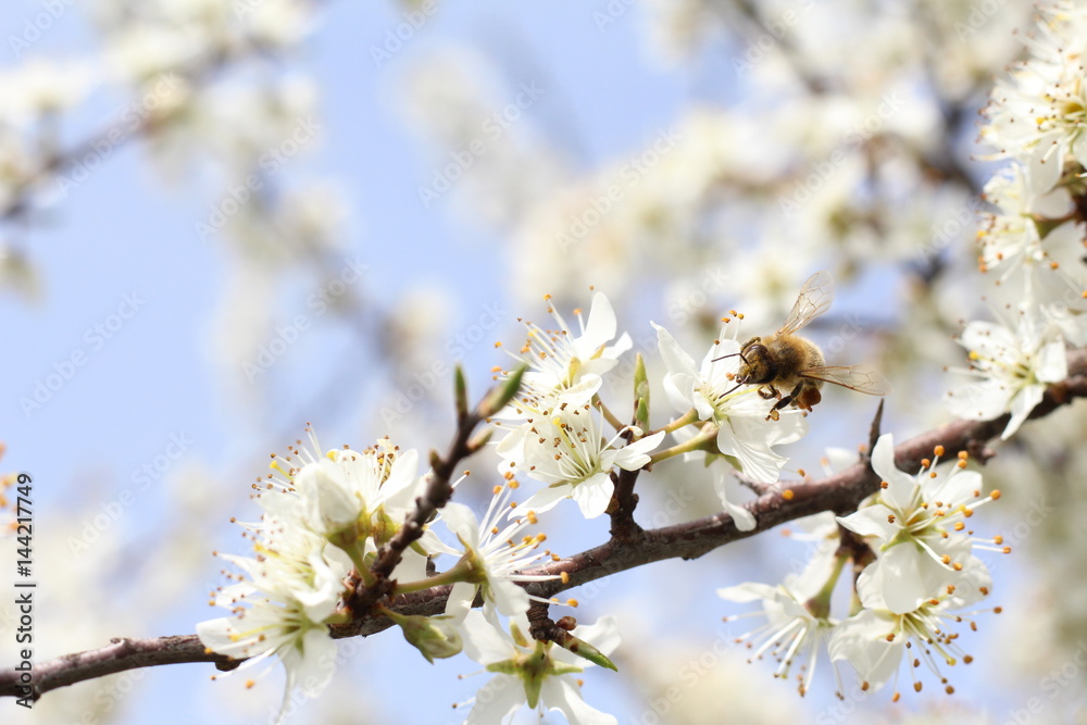 Biene&Schlehe (Frühling) Biene&Schlehe (Frühling)