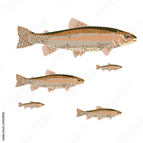 flat set salmon